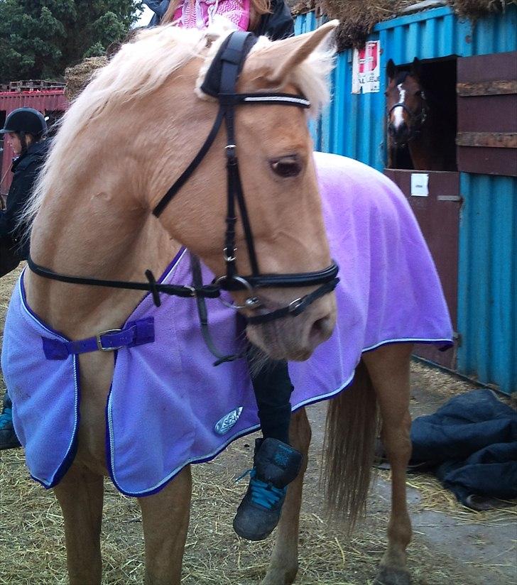 Palomino Cibelle - For lang tid siden, den dag hvor jeg red uden sadel på dig for første gang. Og hvor jeg så faldt af 3 gange, men stadig en vidunderlig dag med dig skat! Dejlige tøs.  billede 6