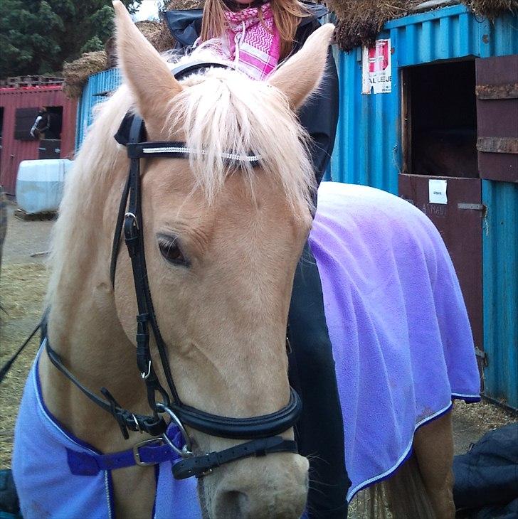 Palomino Cibelle - For lang tid siden, den dag hvor jeg red uden sadel på dig for første gang. Og hvor jeg så faldt af 3 gange, men stadig en vidunderlig dag med dig skat! Dejlige tøs.  billede 7