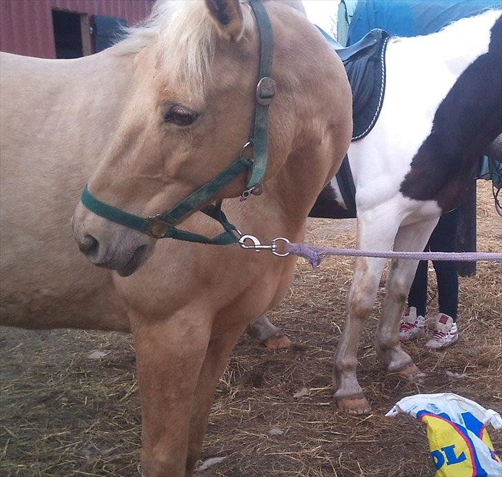Palomino Cibelle - For lang tid siden, den dag hvor jeg red uden sadel på dig for første gang. Og hvor jeg så faldt af 3 gange, men stadig en vidunderlig dag med dig skat! Dejlige tøs.  billede 8
