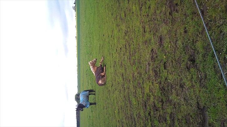 Palomino Cibelle - Cibelle og Tasja ruller sig på folden <3 :D R.I.P Tasja s;  billede 9