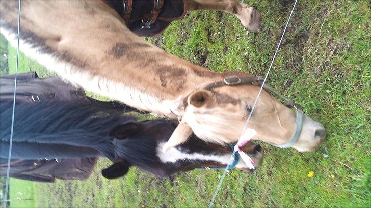 Palomino Cibelle - Cibelle og hendes bedste ven Cheval(:  billede 10