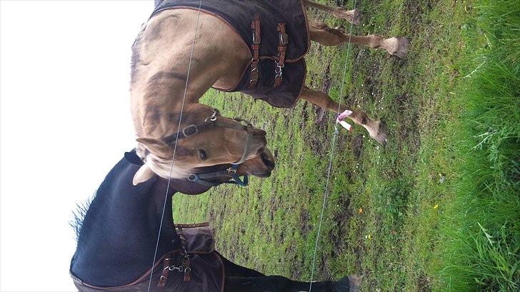 Palomino Cibelle - Cibelle og hendes bedste ven Cheval snuser til hinanden, hvor de søde! :D  billede 11