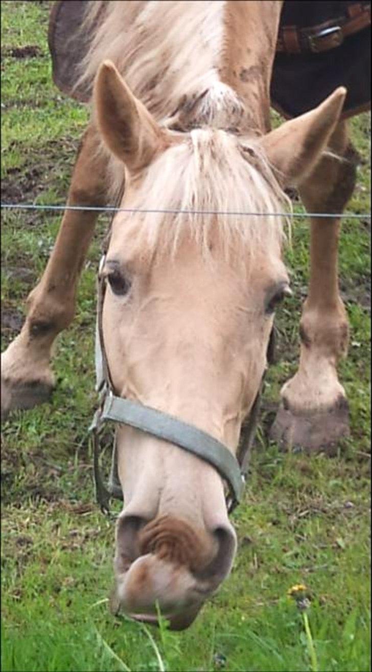 Palomino Cibelle - Verdens sødeste Cibelle(: billede 12