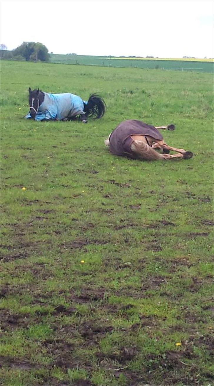 Palomino Cibelle - Cibelle og Tasja ruller sig på folden <3 :D R.I.P Tasja s;  billede 13