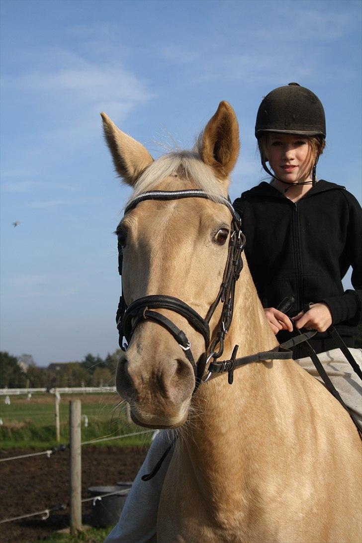 Palomino Cibelle - Den dejligste tur til ledøje med Mathilde Rikke og Caro(: billede 14