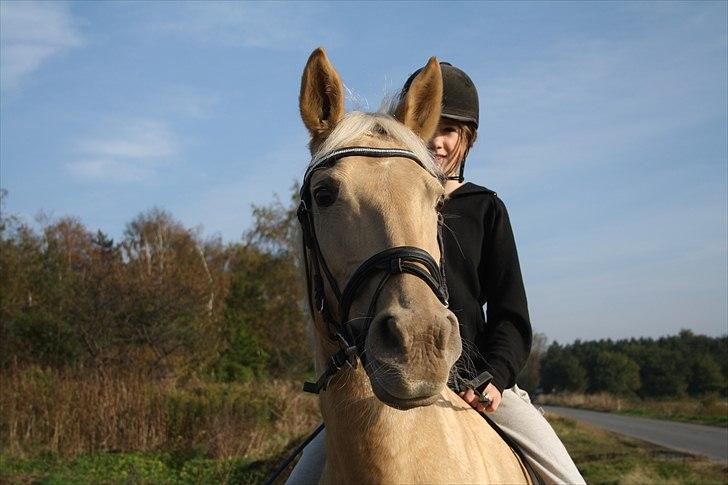 Palomino Cibelle - Du jo mit alt. Du gør noget ved mig som ingen andre kan, du er helt special og der findes kun én som dig, og jeg er så heldig at havde part på dig! Tro mig putte, det sætter jeg stor pris på.  billede 16