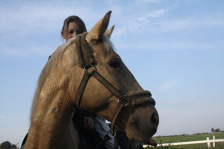 Palomino Cibelle - jeg ligner lort som altid, men Cibelle er hot d;  billede 17