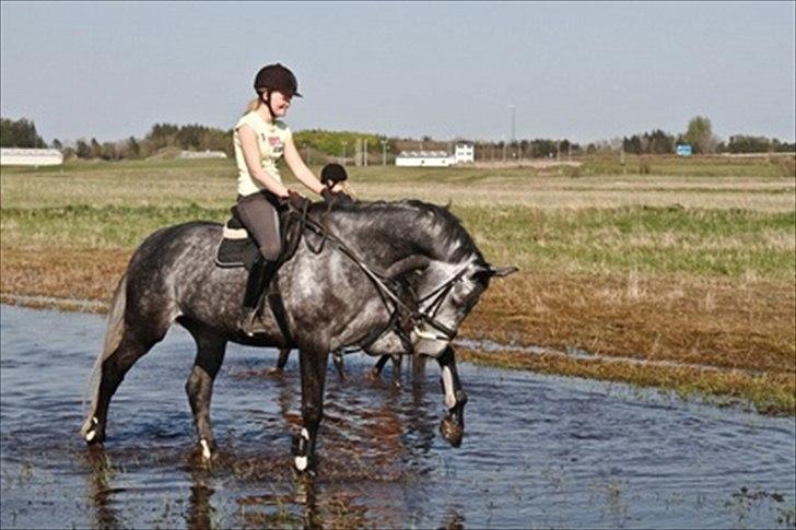 Dansk Varmblod Charlie Chip - Plaske plaske :) billede 11