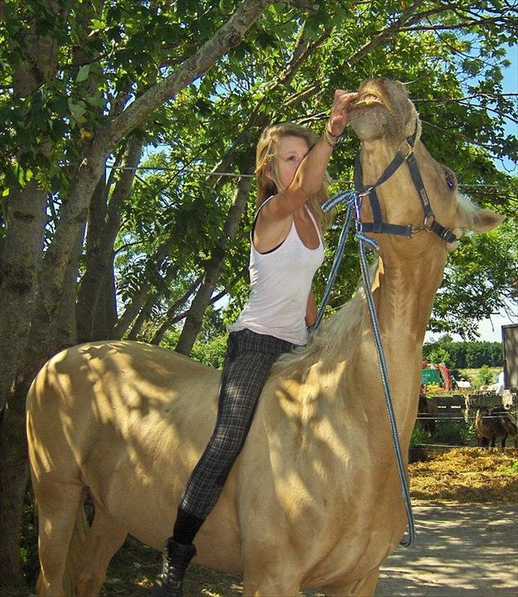 Palomino Cibelle - Der er jo nogle der kan q;? billede 19