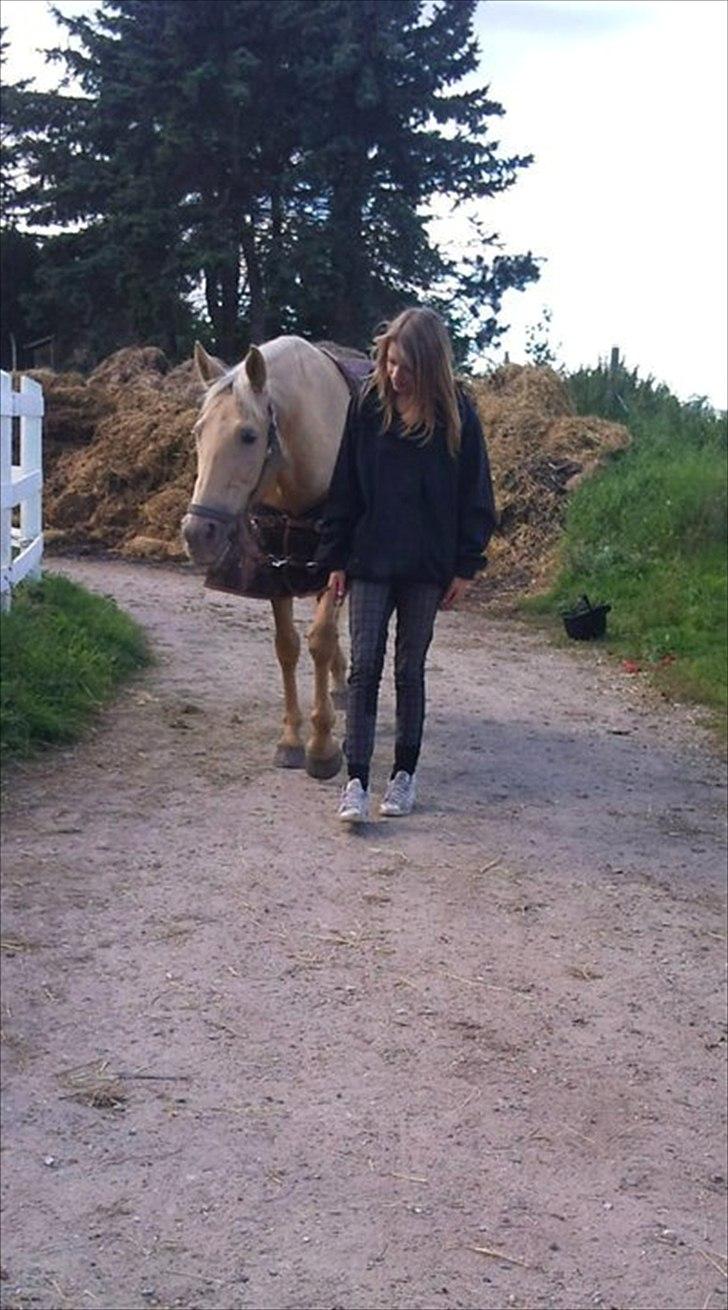 Palomino Cibelle - i will walk by your side. <3 billede 20