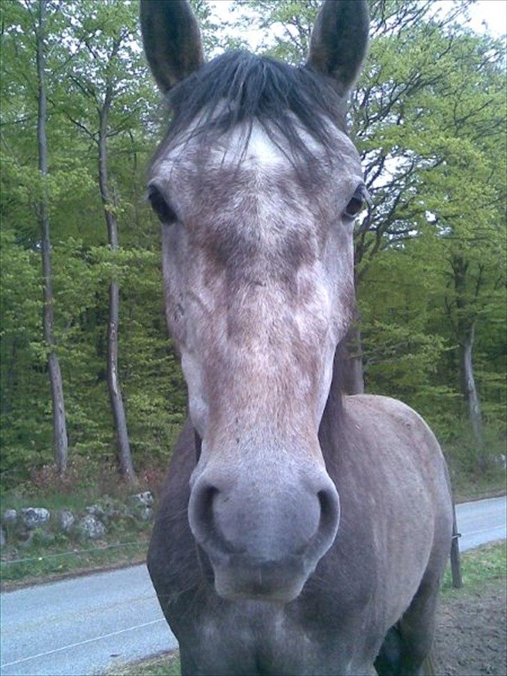 Holstener Filur  - Filursen smukke hoved! <3 billede 7