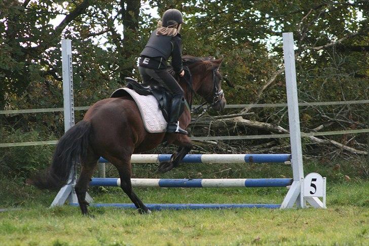 New Forest Bakkegårdens Pink Aline  - 14* 50cm billede 14