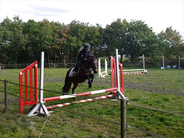 New Forest Bakkegårdens Pink Aline  - 15* billede 15