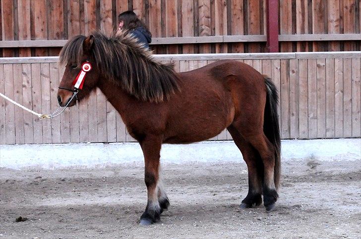 Islænder Ægir fra Toftdal - 1.Plads og dagens højeste total score til ganti´s føl og plag show 2010 billede 17