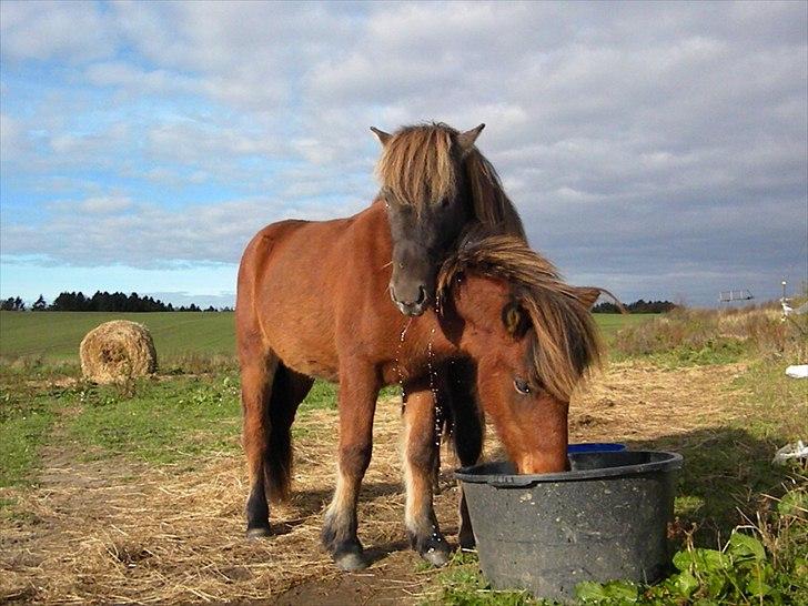 Islænder Ægir fra Toftdal - Ægir og hans nye fold makker Adall fra Sandmosen billede 18