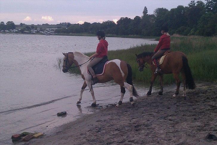 Pinto Royal Kasmina's Tiggi billede 6