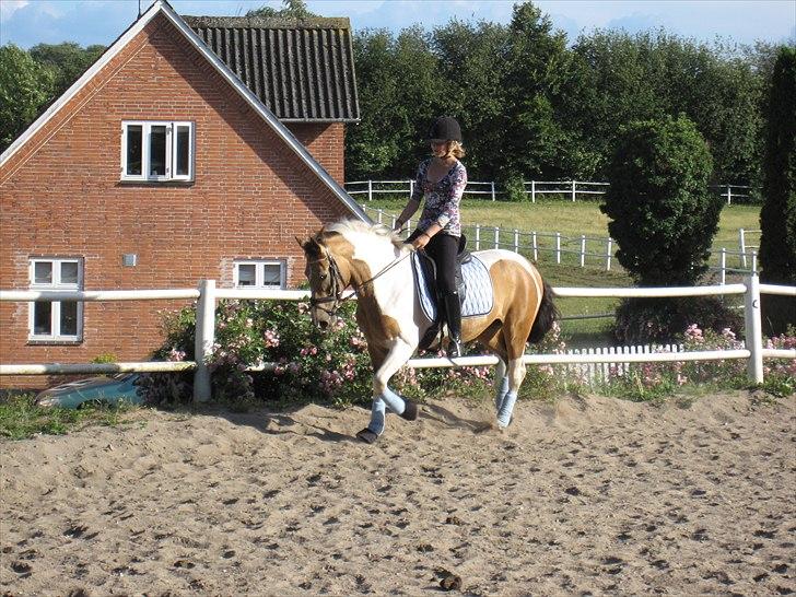 Pinto Royal Kasmina's Tiggi billede 7