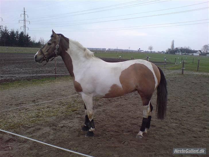 Pinto Royal Kasmina's Tiggi billede 8