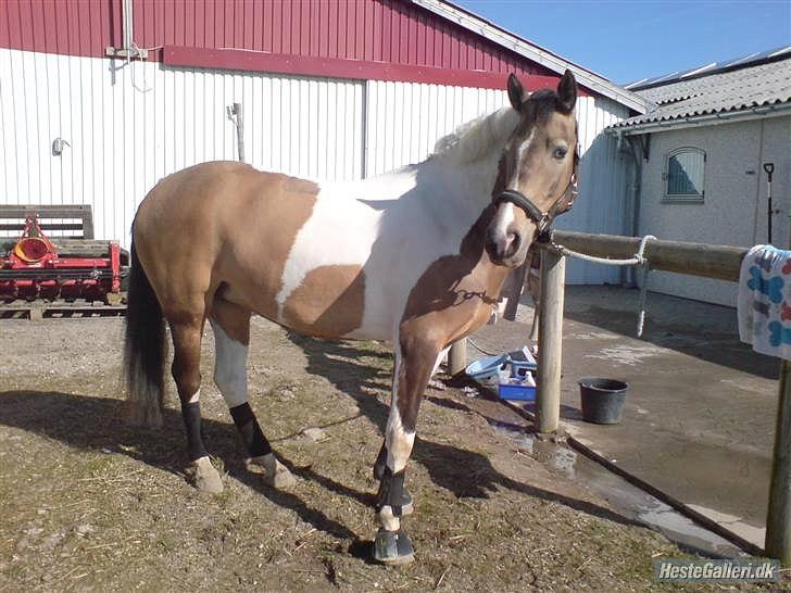 Pinto Royal Kasmina's Tiggi billede 9