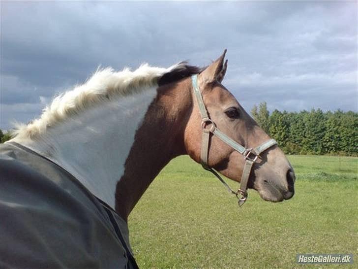 Pinto Royal Kasmina's Tiggi billede 10