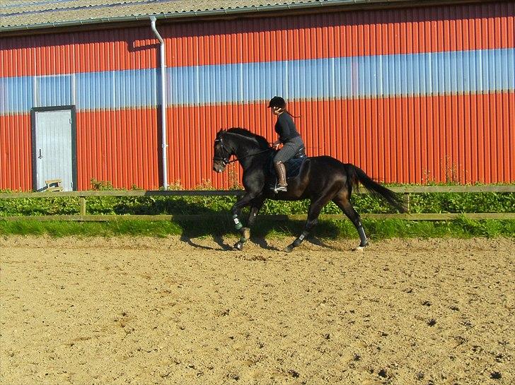 Dansk Varmblod Sandro - Dalby 2010 billede 17