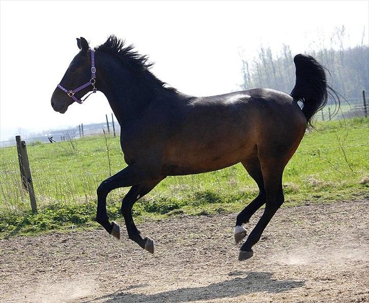 Dansk Varmblod Sandro billede 15