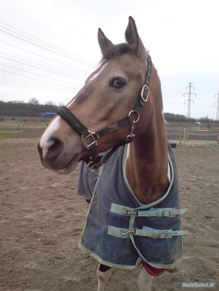 Pinto Royal Kasmina's Tiggi billede 11