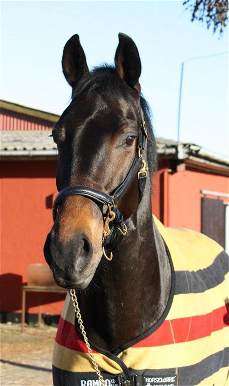 Dansk Varmblod Sandro billede 14