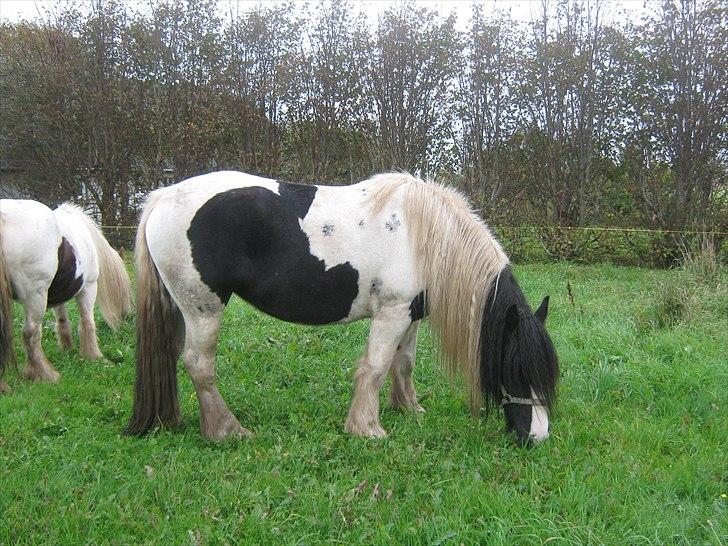 Irish Cob Cassie - lækkert med dejligt græs;;--)) billede 18