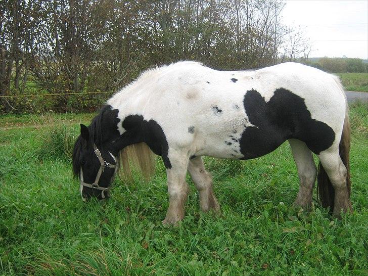 Irish Cob Cassie billede 19