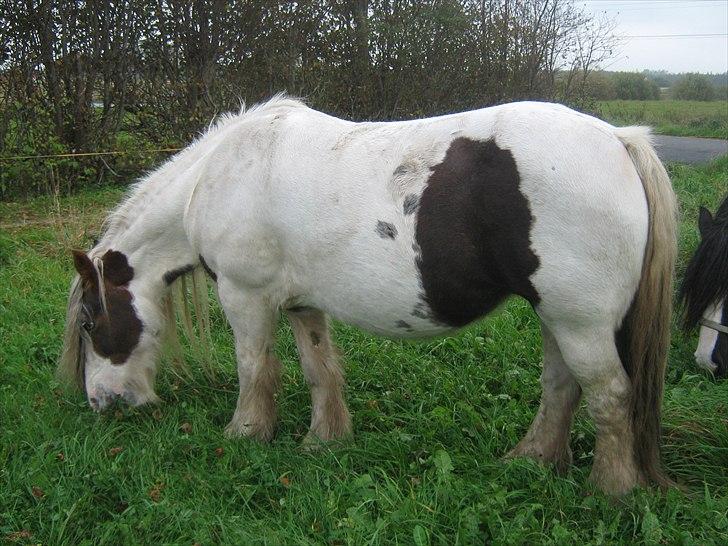 Irish Cob Aicia - På folden lige udenfor døren skøønt;;--)) billede 15