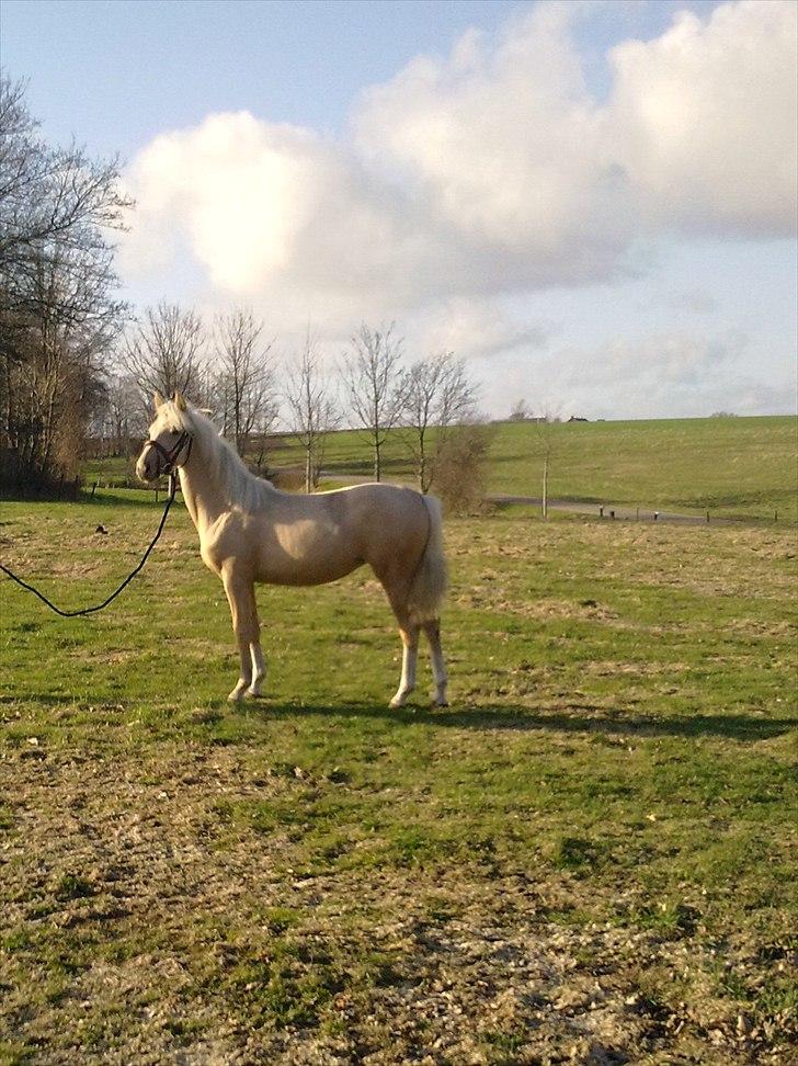Palomino Golden Rose Chanel - Det er mig som  ca. 1 år og 3 mdr billede 1