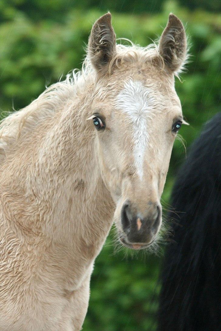 Palomino Golden Rose Chanel billede 2