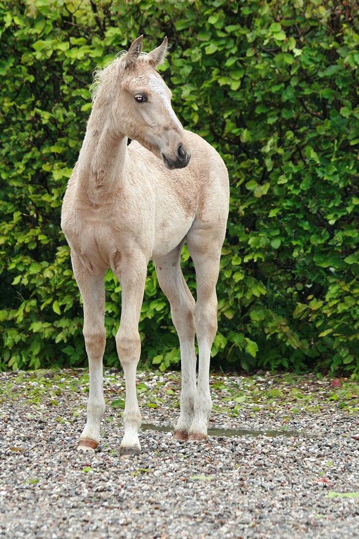 Palomino Golden Rose Chanel - Det er jo lille mig som 1/2 års billede 3