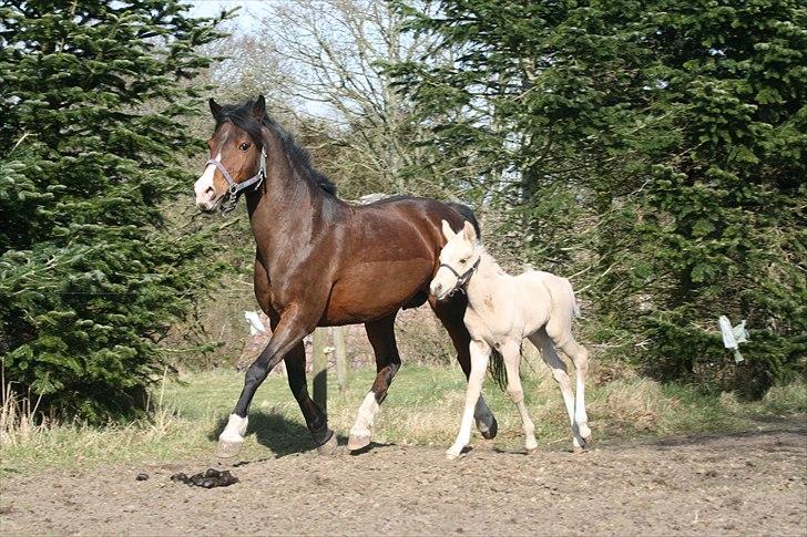 Palomino Golden Rose Chanel - Det er så min mor Ti-Amo som er en super dejlig pony men stædig.  billede 5