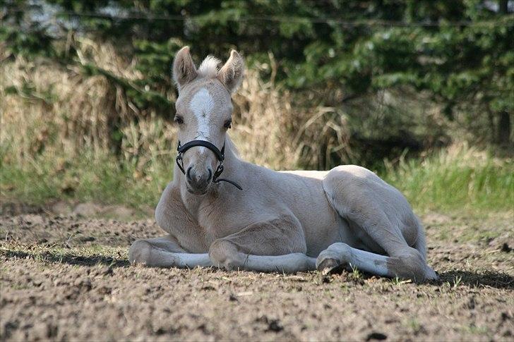 Palomino Golden Rose Chanel - Er jeg ikke bare et dejligt lille føl billede 6