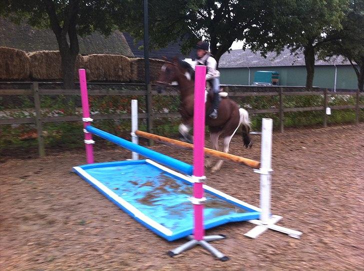 Anden særlig race Dakar Bækbo - Rigmor og Dakar, igen igen! billede 7