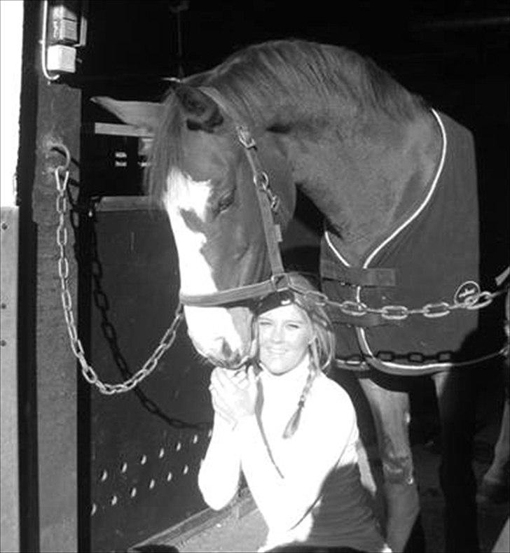 Dansk Varmblod Lavet - Lavet og jeg  billede 13