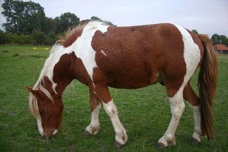 Anden særlig race Victor billede 2