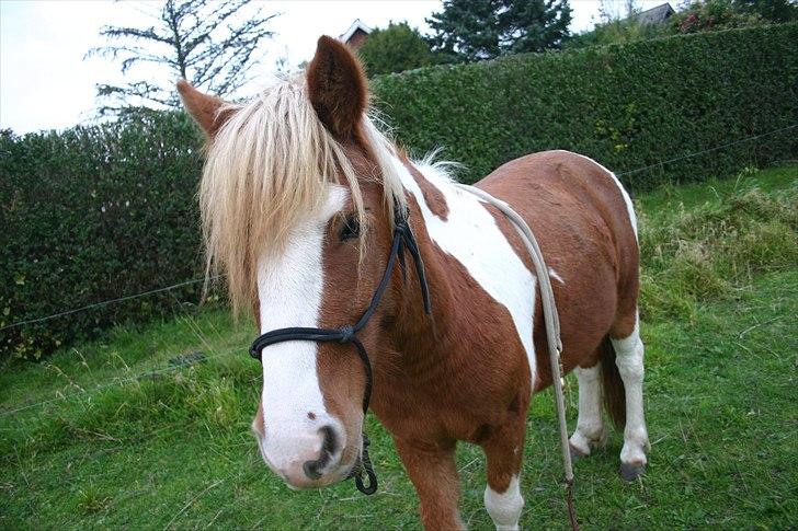 Anden særlig race Victor billede 3
