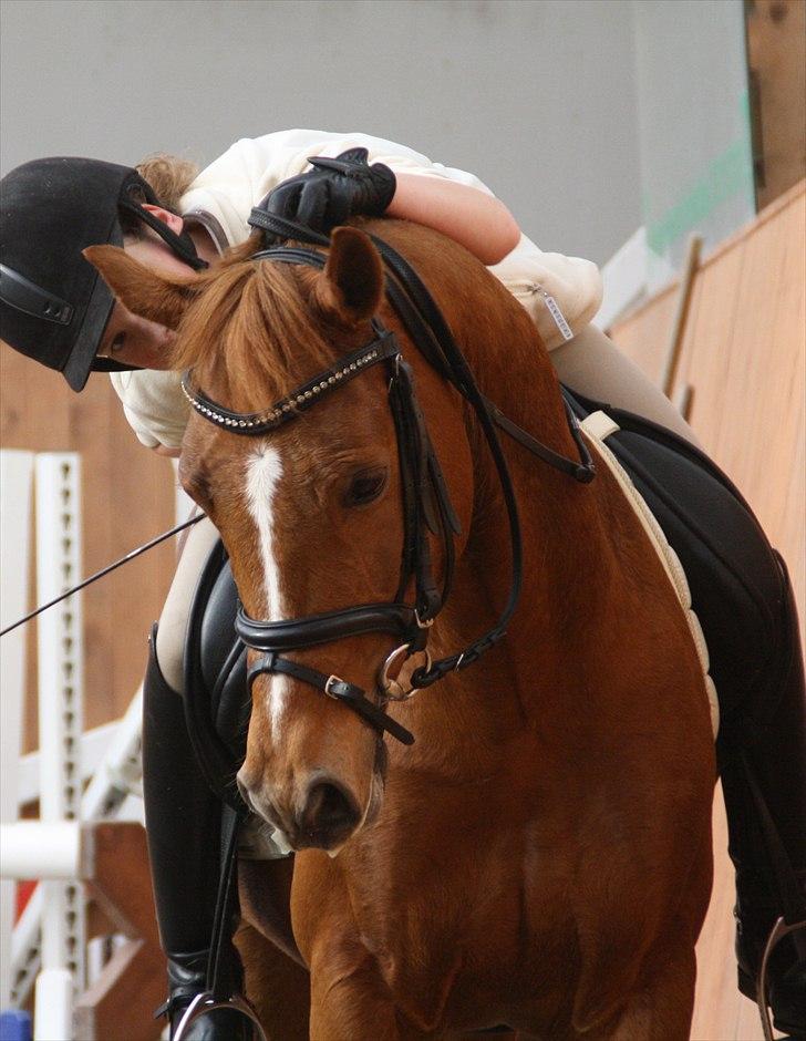 Hollandsk Sportspony Lasco A-pony  (SOLGT)  billede 10