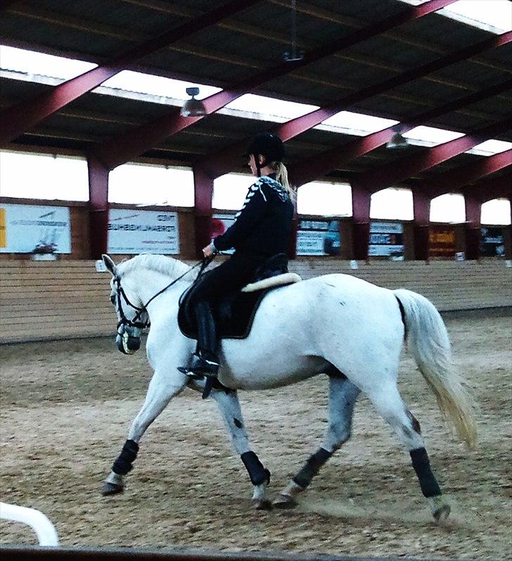 Anden særlig race Silverlea Picasso-gl.part - juni 2010  billede 11