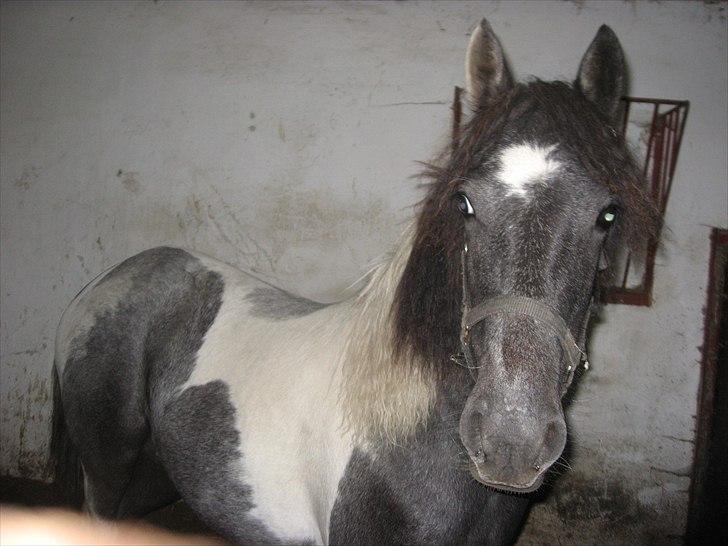 Barockpinto Olivia ('Soglt';-() billede 1