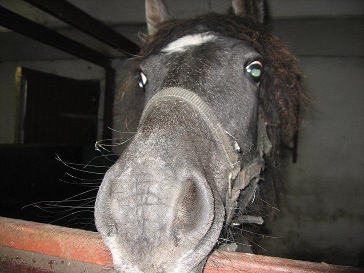 Barockpinto Olivia ('Soglt';-() billede 2