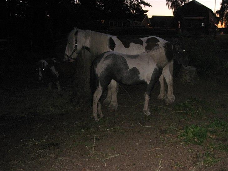 Barockpinto Olivia ('Soglt';-() billede 3