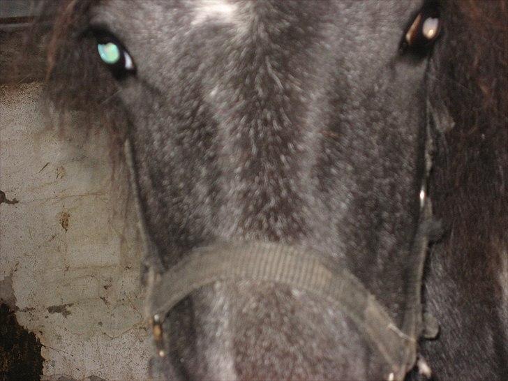 Barockpinto Olivia ('Soglt';-() billede 4