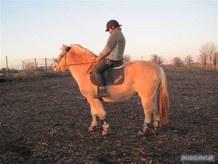 Fjordhest Rune Åby Farvel Min Skat. - jeg gider ikk mer mor billede 11