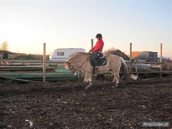 Fjordhest Rune Åby Farvel Min Skat. - kan godt lide det her billed selv om han går for dybt billede 12