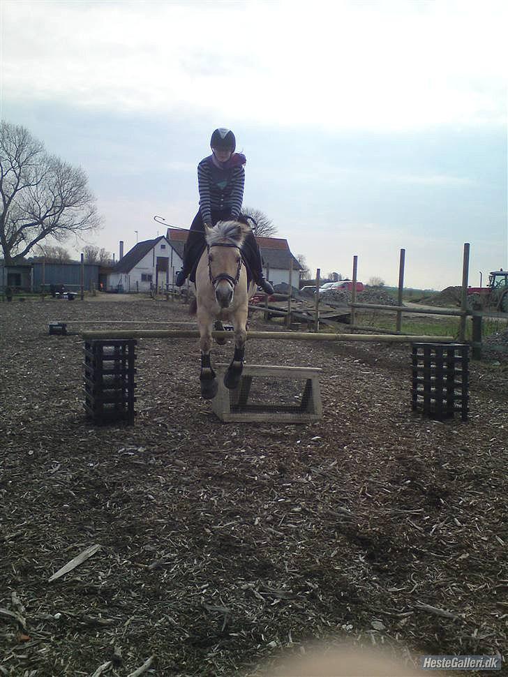 Fjordhest Rune Åby Farvel Min Skat. - spring kan vi også ;) billede 13