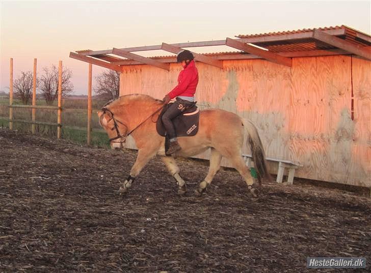 Fjordhest Rune Åby Farvel Min Skat. - Meen han kan godt gå som han skal og så er det første gan han gør det ;) billede 14